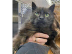 Adopt September a All Black Domestic Longhair / Domestic Shorthair / Mixed cat
