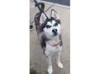Adopt Treya a Black Husky / Mixed dog in Williamsburg, VA (37271234)