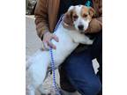Adopt Huckleberry - a White Beagle / Mixed dog in RIDGELAND, SC (37271319)