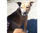Adopt Sienna - a Brown/Chocolate American Pit Bull Terrier / Mixed dog in