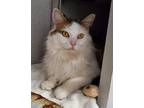 Adopt Cozi 32530-c a Brown or Chocolate Domestic Longhair / Domestic Shorthair /