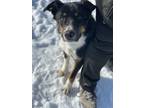 Adopt Maverick a Black Australian Shepherd / Border Collie dog in Gardnerville