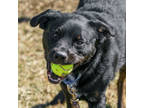 Adopt Rinn a Black Australian Cattle Dog / Rottweiler / Mixed dog in Ann Arbor