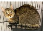 Adopt Beans 2 a Brown Tabby Domestic Shorthair / Mixed (short coat) cat in