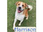 Adopt Harrison a Brown/Chocolate Retriever (Unknown Type) / Mixed dog in
