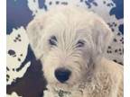 Adopt Murphy a White Great Pyrenees / Mixed Breed (Large) / Mixed dog in Mead