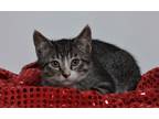 Adopt Lucifurr a Brown Tabby Domestic Shorthair (short coat) cat in Jefferson