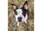 Adopt Ophelia a Black Boston Terrier / Mixed dog in Danville, IL (37271005)