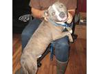 Adopt Jax a Gray/Blue/Silver/Salt & Pepper American Pit Bull Terrier / Mixed dog