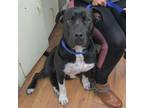 Adopt Brutus a Black American Pit Bull Terrier / Mixed dog in Fayetteville