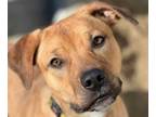 Adopt Cheyenne a Brown/Chocolate Pit Bull Terrier / Mixed Breed (Medium) / Mixed