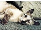 Adopt Agnes a Tortoiseshell Siamese / Mixed (short coat) cat in Dacula