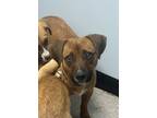 Adopt Amore - valentine litter mom a Brown/Chocolate - with White Corgi dog in