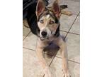 Adopt Belzoni a Black - with White Husky dog in Vail, AZ (37270658)