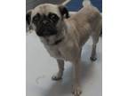Adopt 82789 a Tan/Yellow/Fawn Pug dog in Nogales, AZ (37270643)