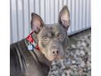 Adopt Spaz a American Pit Bull Terrier / Mixed dog in Golden, CO (37270558)
