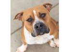 Adopt Jake a American Pit Bull Terrier / Mixed dog in Golden, CO (37270557)