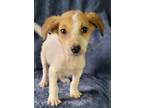Adopt Chip a White - with Tan, Yellow or Fawn Beagle / Australian Cattle Dog /