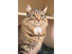 Adopt Berek a Brown Tabby Domestic Longhair / Mixed (long coat) cat in
