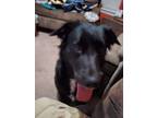 Adopt Piper a Black - with White Border Collie / Mixed dog in Hixson
