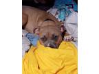 Adopt Bear a Tan/Yellow/Fawn - with White American Pit Bull Terrier / Mixed dog