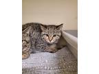 Adopt Thyme a Domestic Shorthair / Mixed (short coat) cat in Bloomington