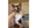 Adopt Serendipity a Siamese / Mixed (short coat) cat in Bloomington