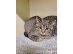 Adopt Rosemary a Domestic Shorthair / Mixed (short coat) cat in Bloomington