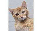 Adopt Princess a Domestic Shorthair / Mixed (short coat) cat in Bloomington