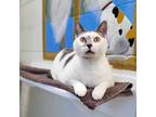 Adopt Pistachio a Domestic Shorthair / Mixed (short coat) cat in Bloomington