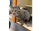 Adopt Bartholomew a Domestic Shorthair / Mixed (short coat) cat in Bloomington