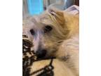 Adopt Annie a Dachshund / Cairn Terrier / Mixed dog in Columbia, TN (37268035)