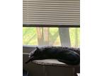 Adopt Squeak a All Black Domestic Shorthair / Mixed (short coat) cat in Akron