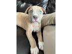 Adopt Butter a Staffordshire Bull Terrier / Mixed Breed (Medium) / Mixed dog in
