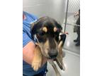 Adopt PENNY a Labrador Retriever / Mixed dog in Sandusky, OH (37269732)