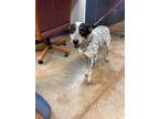 Adopt Chick Faleigh a Australian Cattle Dog / Mixed dog in Brownwood