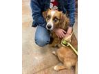 Adopt Lady a Collie / Mixed dog in Brownwood, TX (37269728)