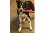 Adopt Seamore a Shepherd (Unknown Type) / Mixed Breed (Medium) / Mixed dog in