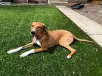 Adopt Jolene a Tan/Yellow/Fawn - with White Bloodhound dog in Colorado Springs