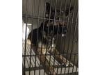 Adopt Niko a German Pinscher / Mixed dog in Benton, AR (37269654)