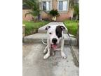 Adopt Champ a White - with Gray or Silver American Pit Bull Terrier / Mixed dog