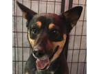Adopt Demi a Black Mixed Breed (Medium) / Mixed dog in Las Cruces, NM (37269489)