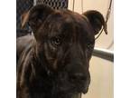 Adopt Asnee a Black Labrador Retriever / Mixed dog in Las Cruces, NM (37269478)
