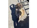 Adopt Harley a Tan/Yellow/Fawn German Shepherd Dog / Mixed dog in La Mirada