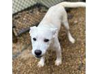 Adopt QT Pie a White - with Tan, Yellow or Fawn Mixed Breed (Medium) / Mixed