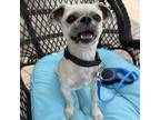 Adopt Tommy a Tan/Yellow/Fawn Shih Tzu / Mixed dog in Fort Lauderdale