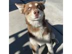 Adopt Matilda a Husky / Mixed dog in Hawthorne, CA (37268887)