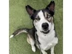Adopt Leo a Black Husky / Mixed dog in Hawthorne, CA (37268885)