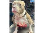 Adopt Belle a American Pit Bull Terrier / Mixed dog in St.