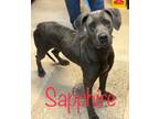 Adopt Sapphire a Great Dane / Mixed dog in St. Francisville, LA (37267679)